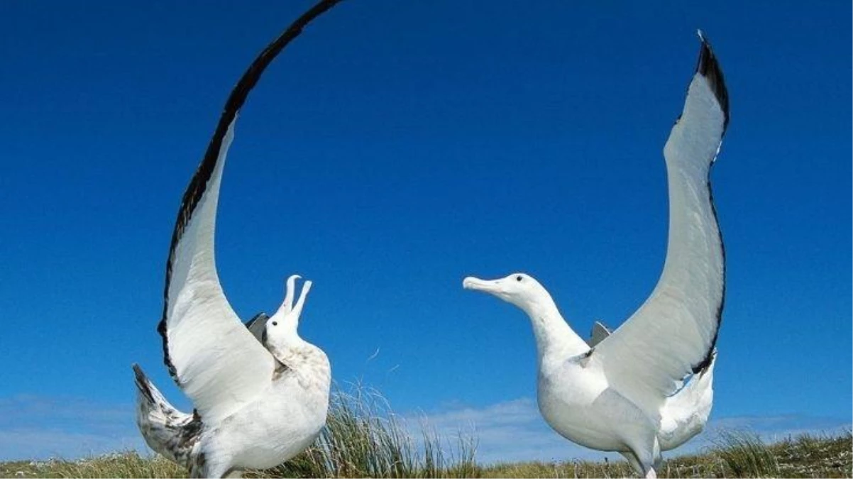 Albatroslar da boşanıyor! En sadık kuş cinsi olarak biliniyorlardı!
