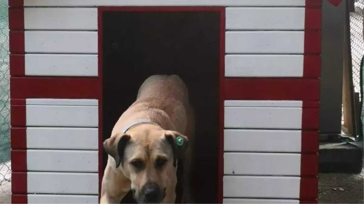 Boji\'nin talipleri var: Demet Akalın, İlker Ayrık, Matematik Köyü