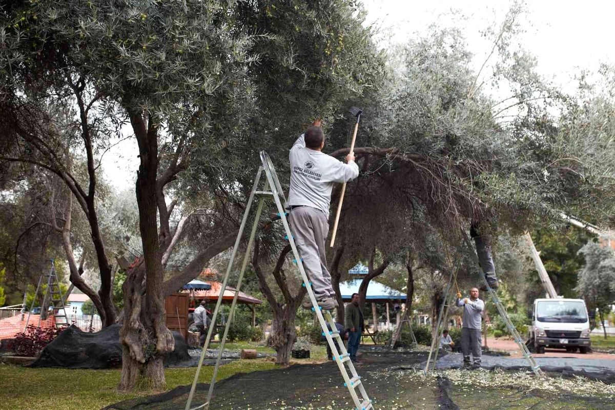 DokumaPark\'ta zeytin hasadı başladı