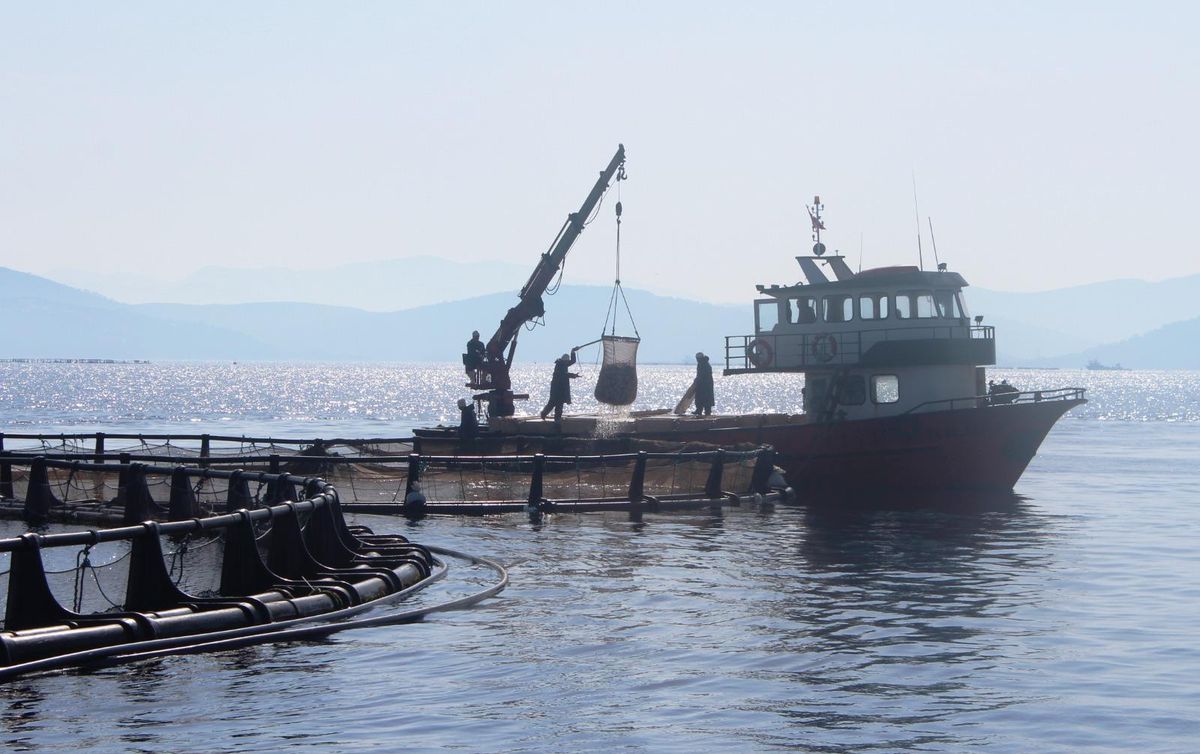 Muğla\'dan 54 ülkeye su ürünleri ihracatı
