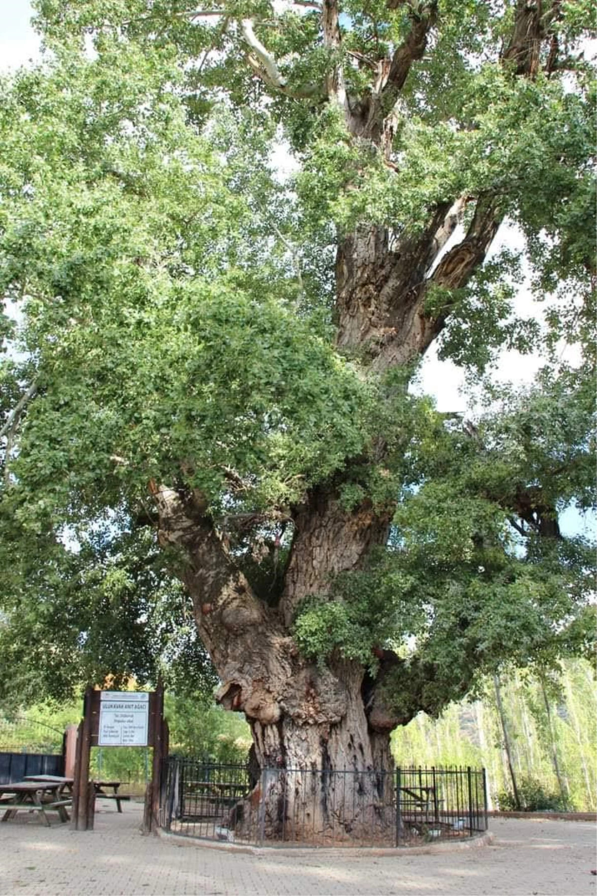 Nefes Alan Tarih Yozgat\'taki Anıt Ağaçlar