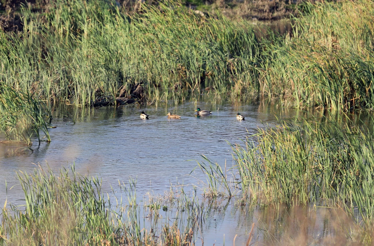 Taşkınları korumak için yapılan Kanal Edirne kuşlara yaşam alanı oldu