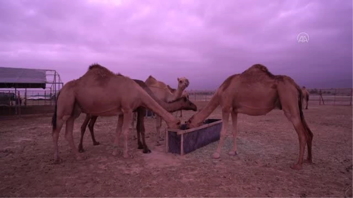Umman\'da deve yetiştiriciliği önemli bir kültürel miras olarak varlığını koruyor