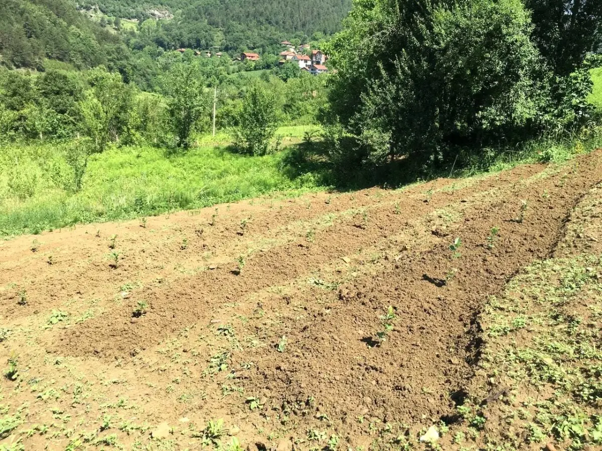 40 yıl Avrupa\'da yaşadı memleketine dönüp aronya bahçesi kurdu