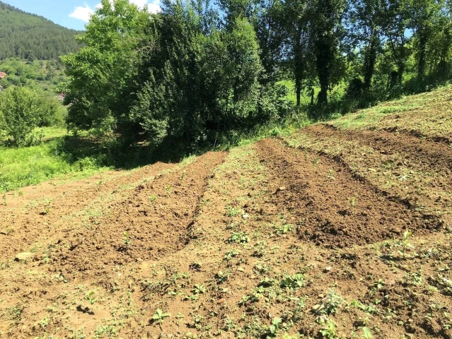 40 yıl Avrupa'da yaşadı, memleketine dönüp aronya bahçesi kurdu