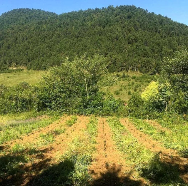 40 yıl Avrupa'da yaşadı, memleketine dönüp aronya bahçesi kurdu