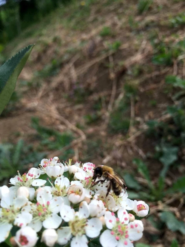 40 yıl Avrupa'da yaşadı, memleketine dönüp aronya bahçesi kurdu