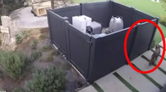 Çakal, evde tek yakaladığı süs köpeğini kapıp kayıplara karıştı Çakal, evde tek yakaladığı süs köpeğini kapıp kayıplara karıştı