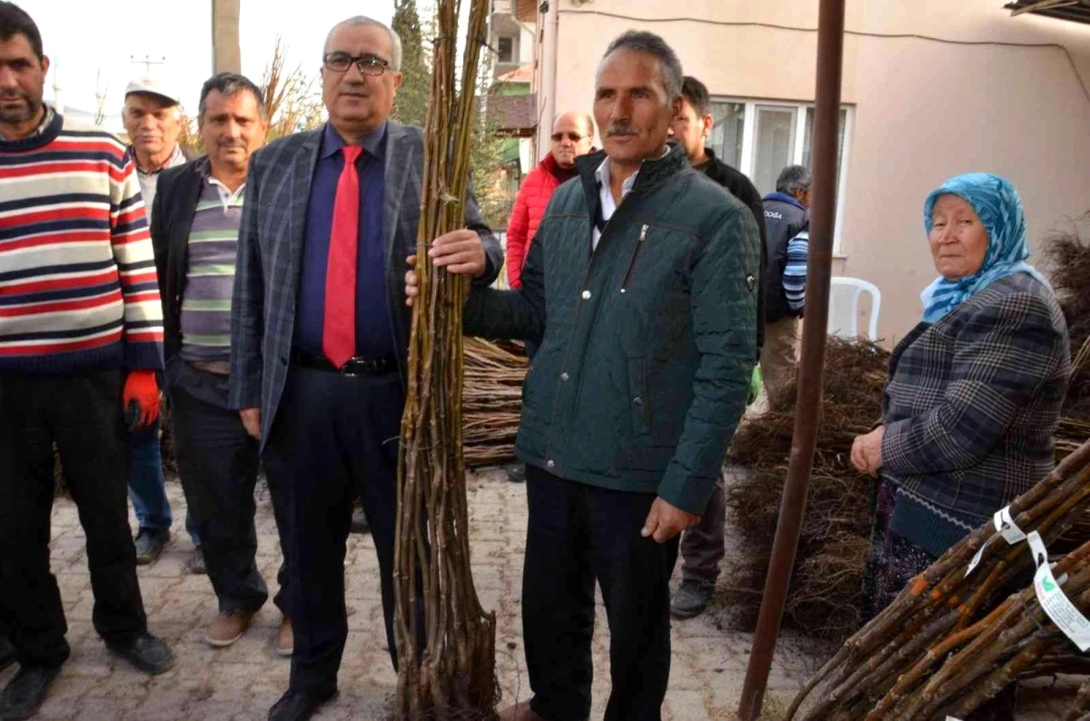 Çameli Belediyesi\'nden ceviz üretimine dev destek