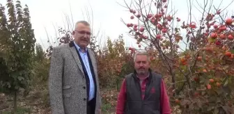 Son dakika haberleri | Cennet hurması Karacabey üreticisine yeni kazanç kapısı olacak