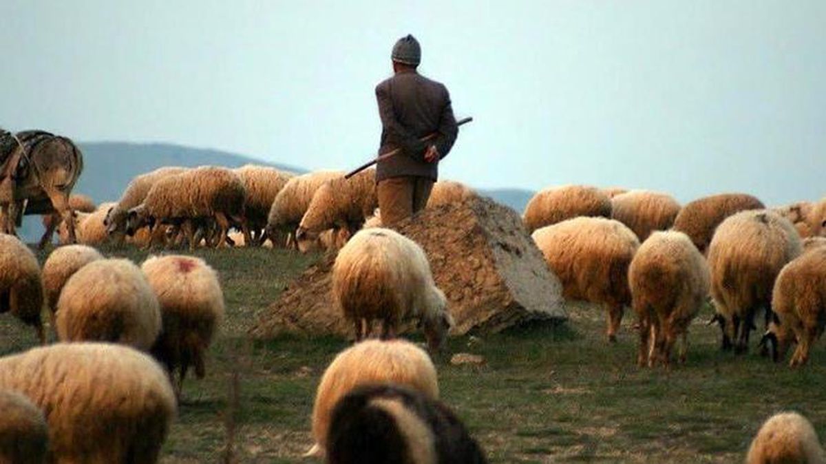 "Elimde çok kaliteli Afgan çoban var" ilanı veren şahıs ekipler tarafından gözaltına alındı