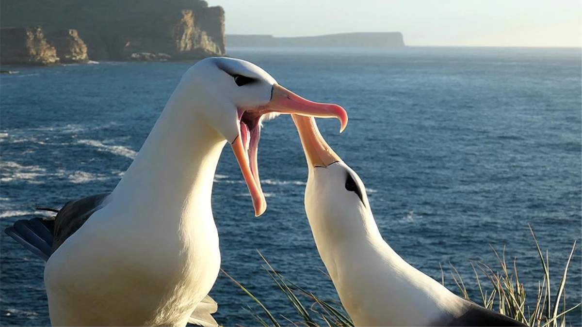 İklim değişikliği eşine en sadık türlerden \'albatroslarda boşanmaları artırdı\'