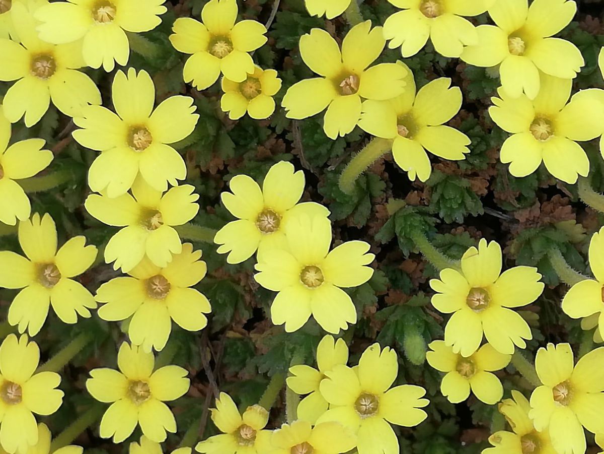 Kadınlara ithafen kızının adını verdiği çiçek bitki literatürüne girdi