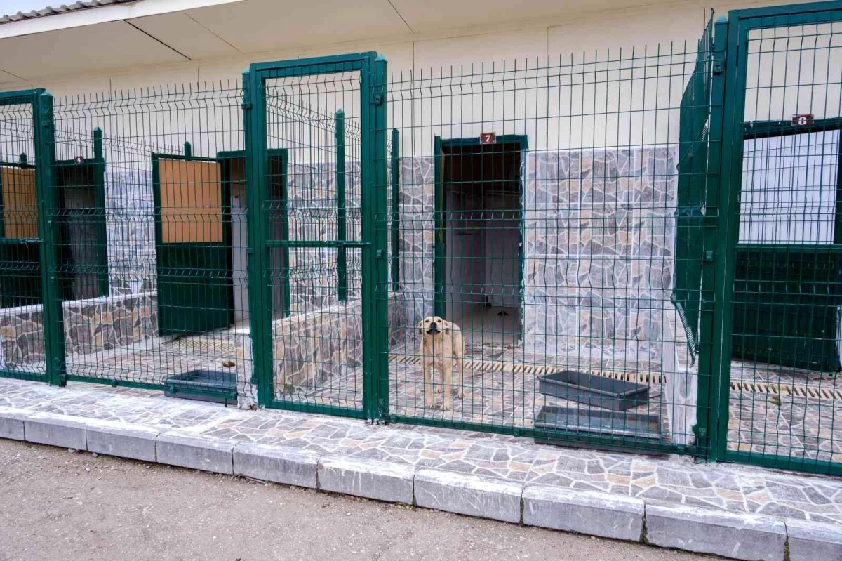 Kastamonu Belediyesi Geçici Hayvan Bakımevi yenileniyor