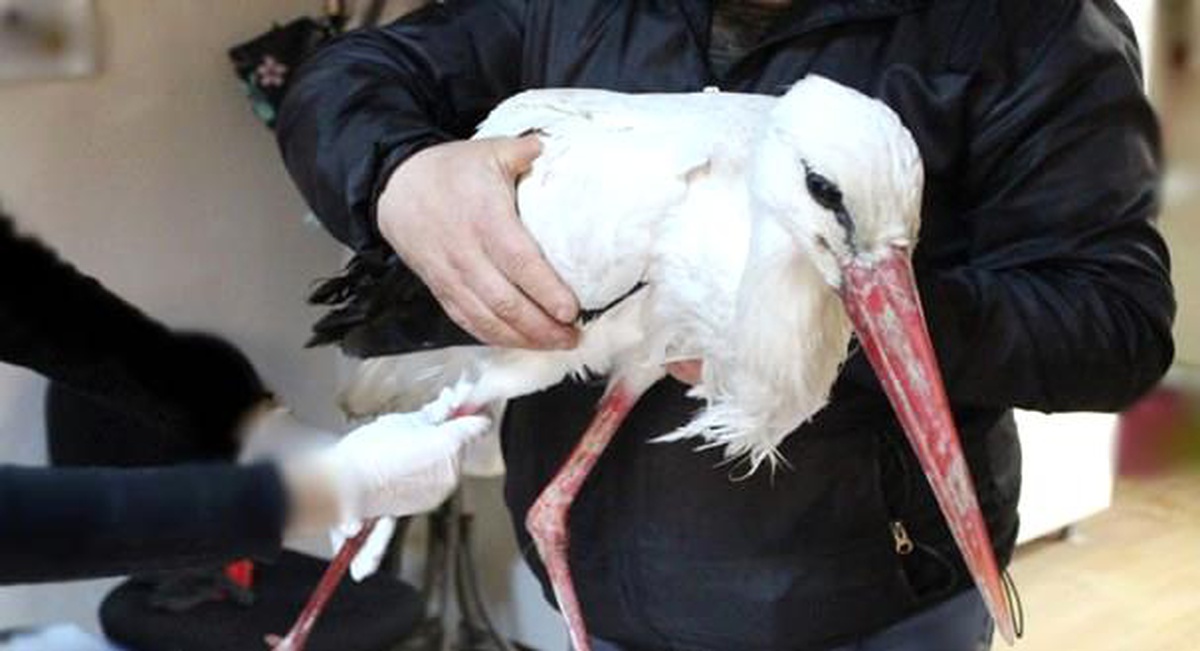 Tüfekle vurulmuştu, sağlığına kavuşunca doğaya salındı
