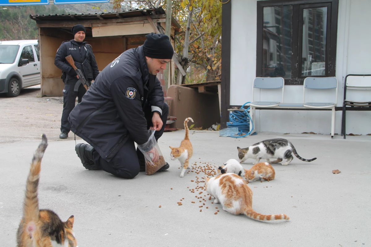 Uygulama noktasına sığınan kediler polislerin mesai arkadaşı oldu