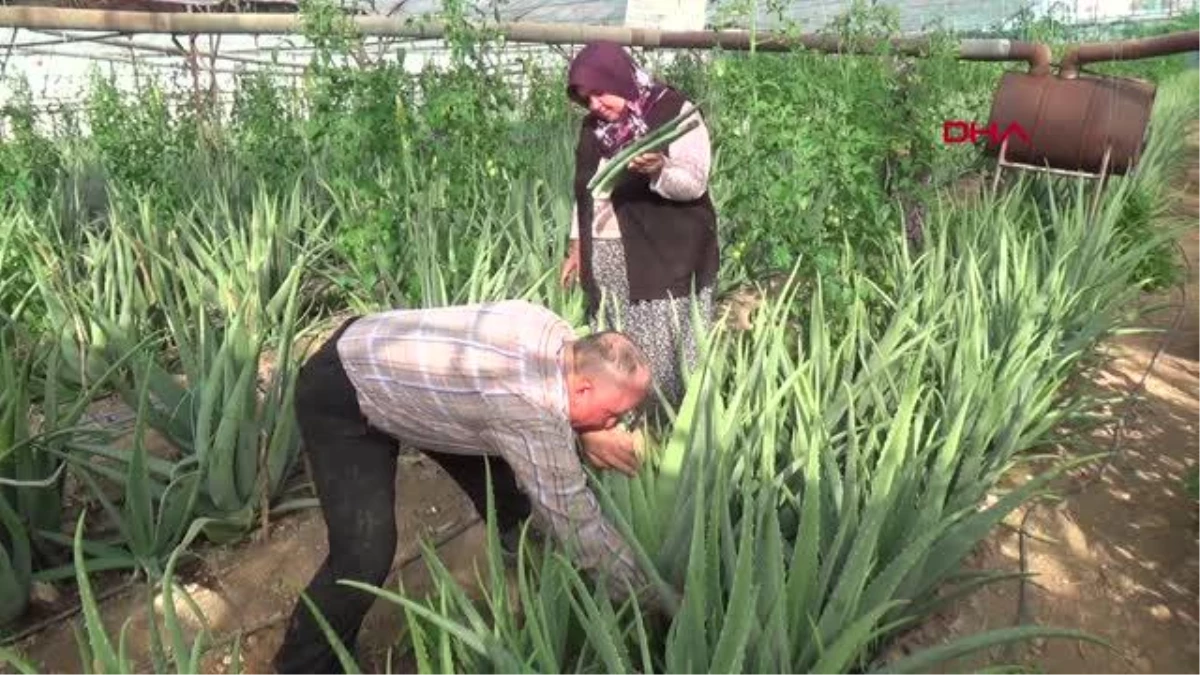 4 DÖNÜME ALOE VERA DİKTİ; YILDA 90 BİN LİRA KAZANÇ HEDEFLİYOR