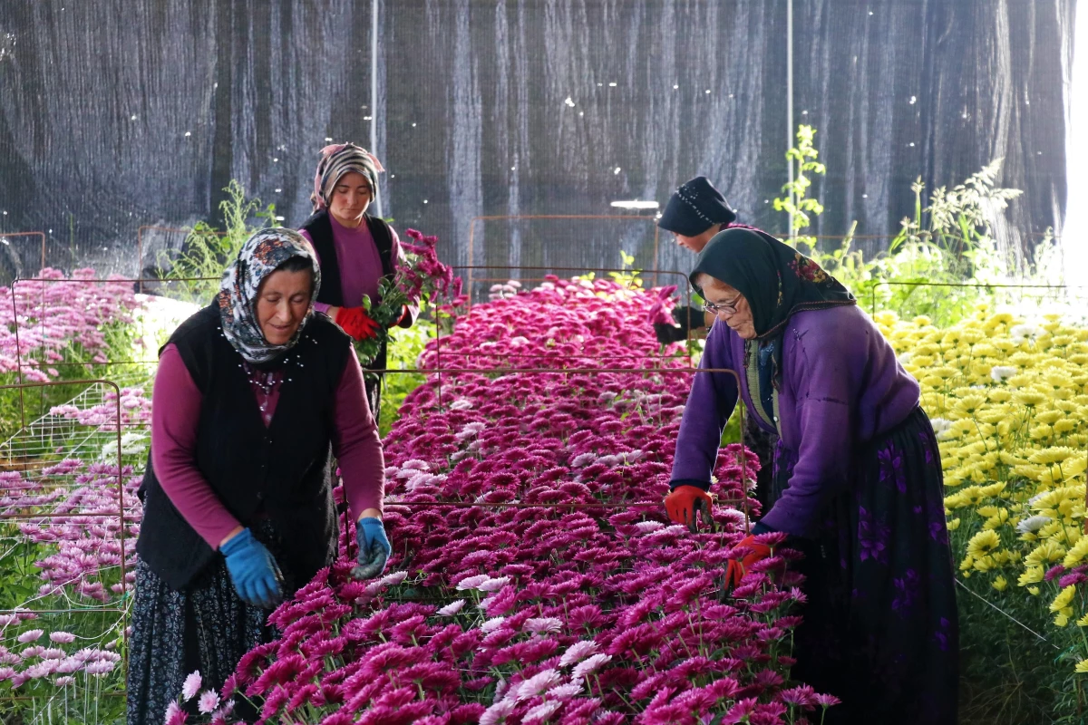 58 yaşındaki kadın çiçek serası hayaline devletten aldığı 720 bin liralık hibeyle kavuştu