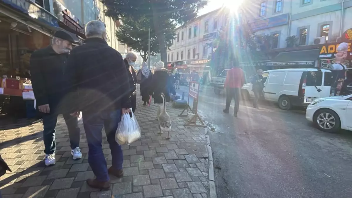 Banka önünde sıra bekleyen sahibinin yanındaki Çin kazı ilgi odağı oldu