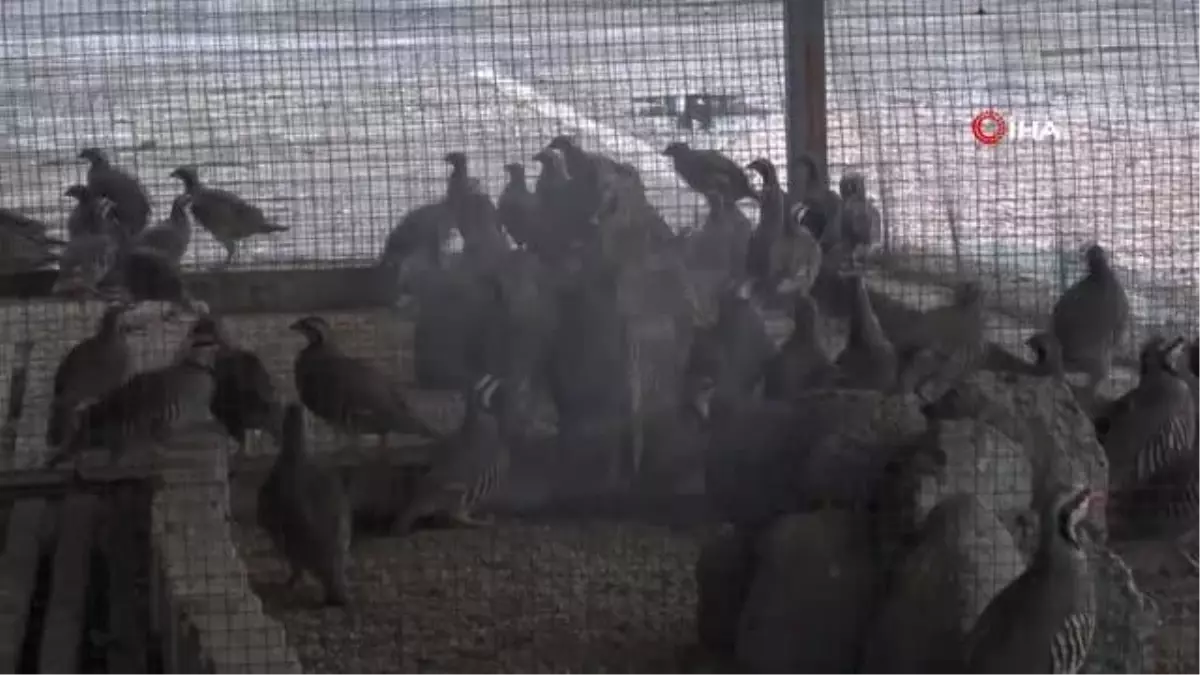 Belediye tarafından üretilen keklikler zirai mücadele için doğaya salınıyor