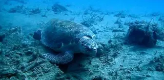 Caretta caretta ile yüzdüğü anları kayıt altına aldı