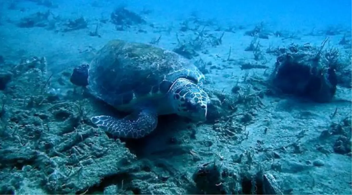 Caretta caretta ile yüzdüğü anları kayıt altına aldı