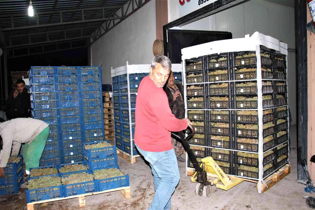 Elazığ\'dan 8 ülkeye 3 bin ton üzüm ihracatı