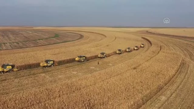 ŞANLIURFA - Türkiye'nin en büyük tarım işletmesinde mısır rekoltesi beklentisi 120 bin ton