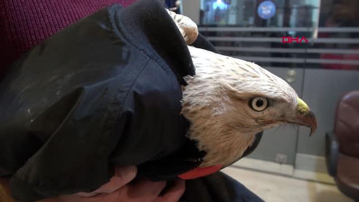 Son dakika... Yaralı kartalı üşümesin diye montuna sarıp jandarmaya teslim etti
