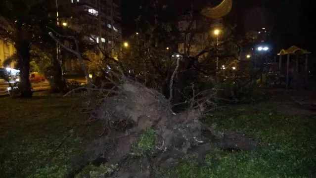 Son Dakika: Antalya'da hortum ağaçları kökünden söktü