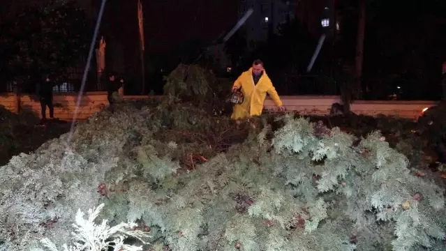 Son Dakika: Antalya'da hortum ağaçları kökünden söktü