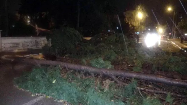 Son Dakika: Antalya'da hortum ağaçları kökünden söktü