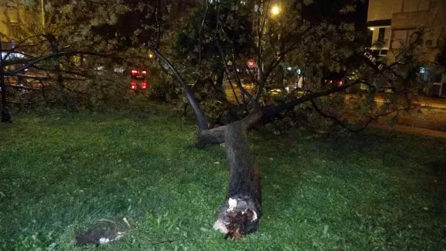 Son Dakika: Antalya'da hortum ağaçları kökünden söktü