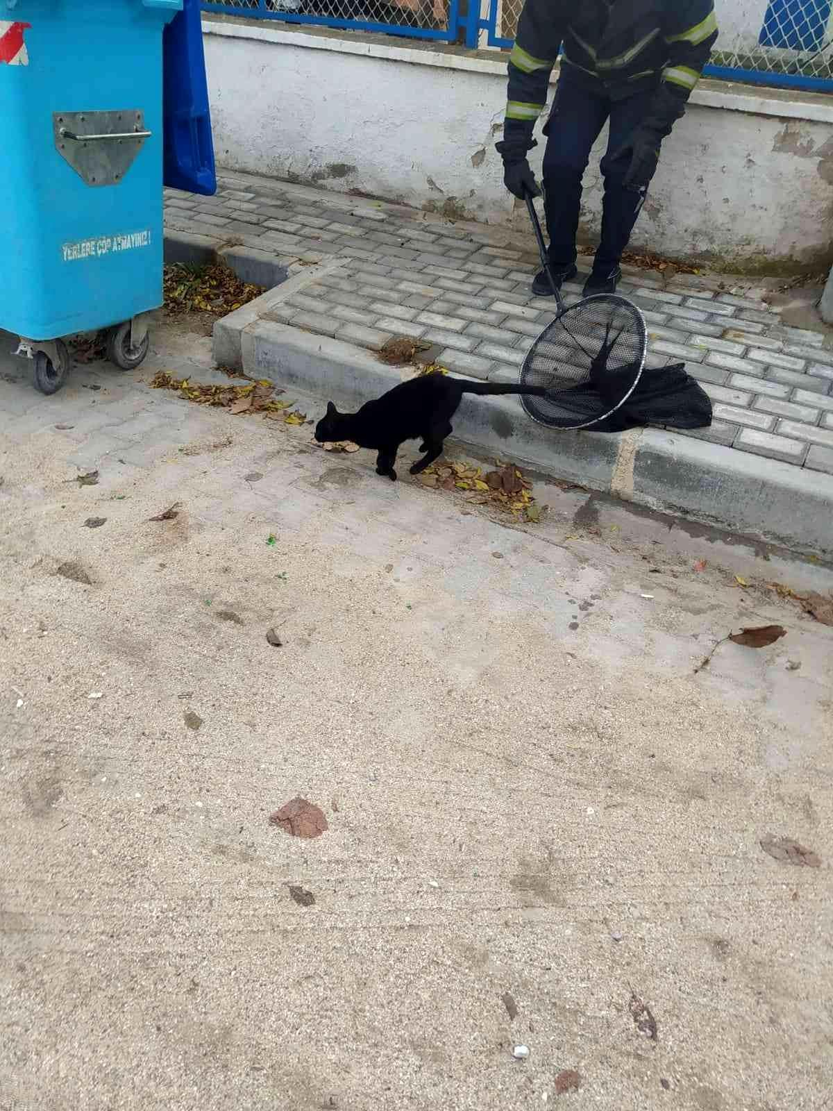 Çatıda mahsur kalan kedi kurtarıldı
