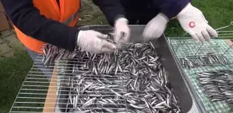 Çayelililer hamsiye doydu: 'Hamsi Festivali'nde 2 saatte tonlarca hamsi tüketildi