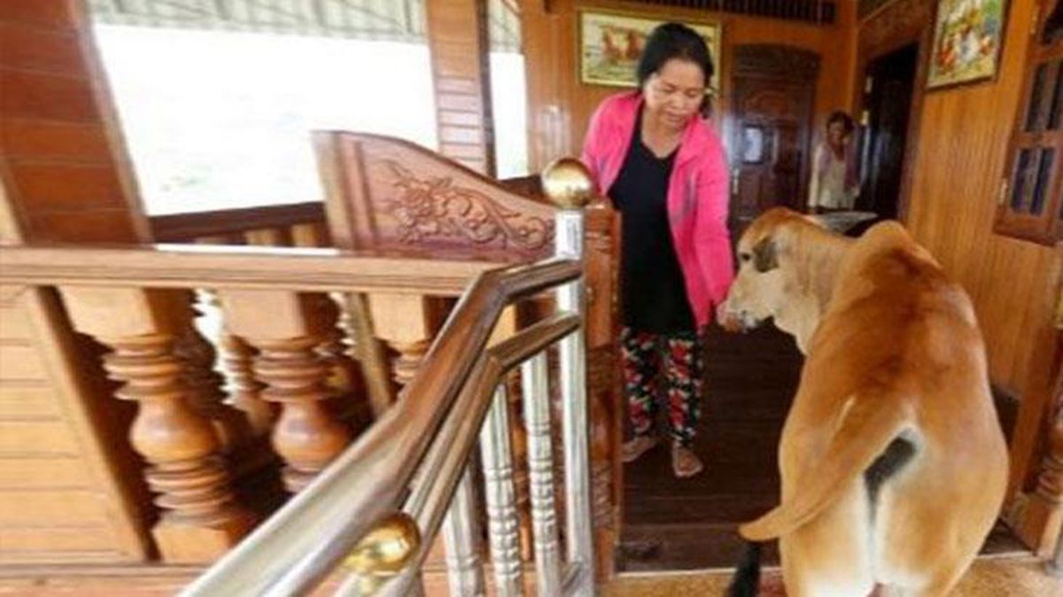 Kocasının inek olarak yeniden dünyaya geldiğine inandı, inekle evlendi