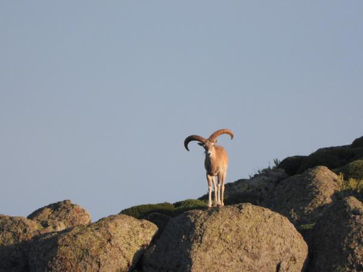 Mahkeme, Konya ve Karaman\'da Anadolu yaban koyunu ile keçisi avını durdurdu