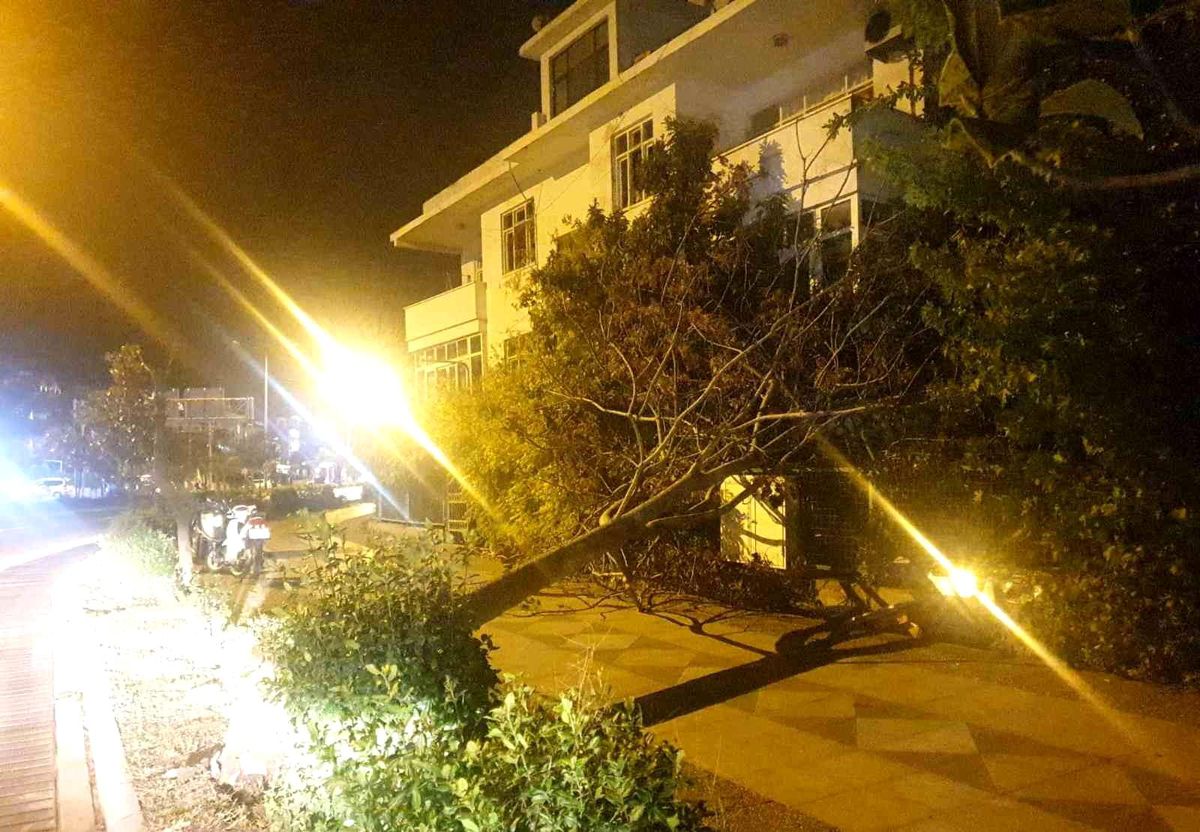 Marmaris\'te etkili olan fırtına ağaçları devirdi