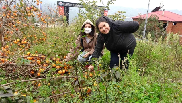 Trabzon'da dallar meyveleri taşıyamaz hale geldi