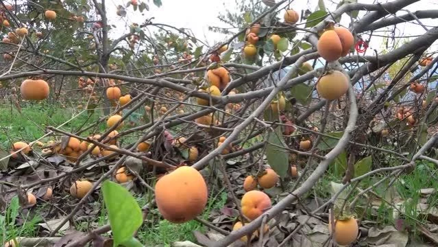 Trabzon'da dallar meyveleri taşıyamaz hale geldi