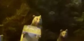 Uludağ'da aç kalan ayı ailesi yerleşime indi çöp konteynerlerini böyle dağıttı