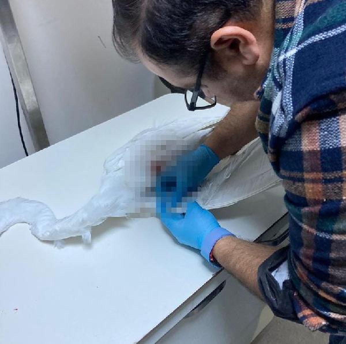 Av tüfeğiyle kalbinden vurulan büyük ak balıkçıl öldü