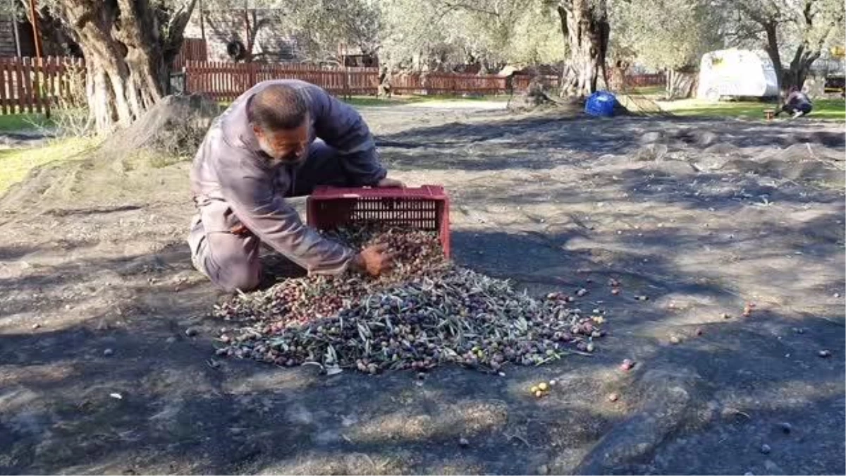 BALIKESİR - Kamyonuna geleneksel taş baskı sistemi kuran muhtar il il gezerek zeytinyağını tanıtacak