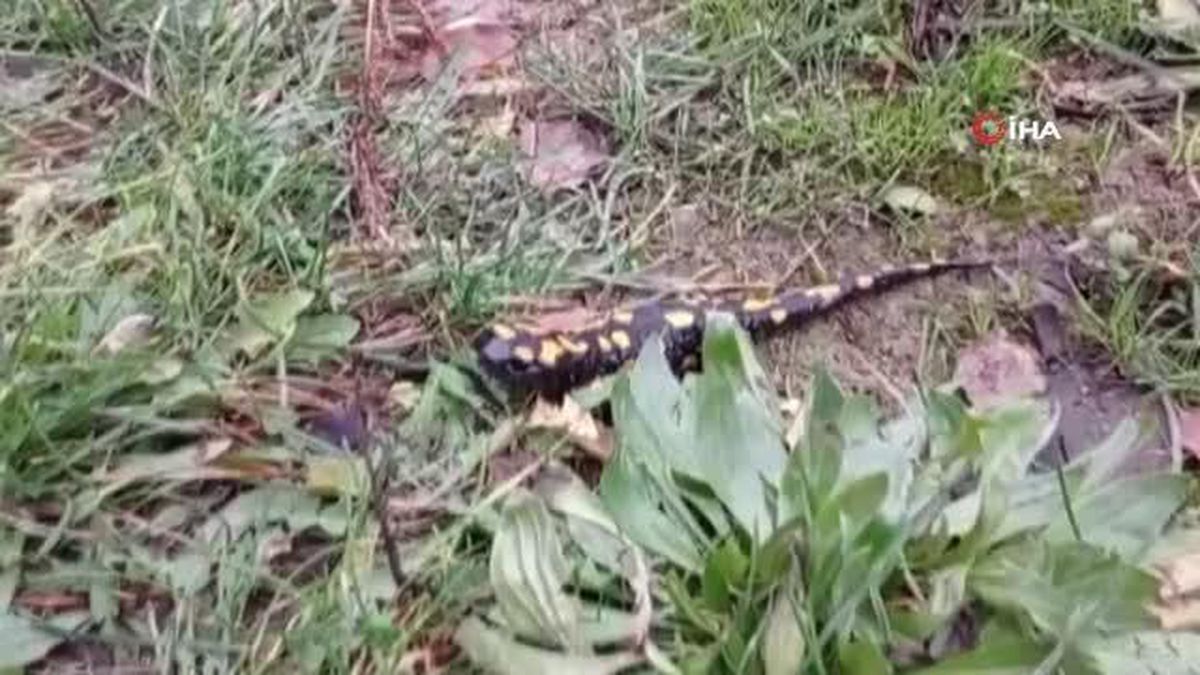 Evin bahçesinde nesli tükenmekte olan semender görüldü