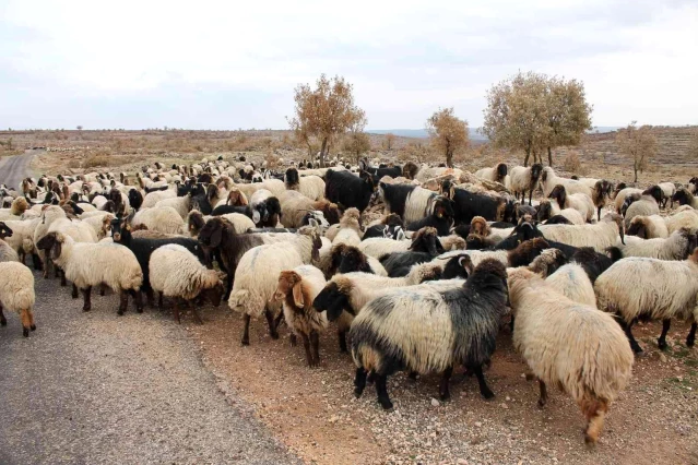 Göçerler 400 kilometrelik zorlu yolculuğu 80 günde tamamladı - Son Dakika