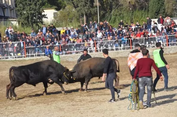 Nazilli'de boğa güreşi festivali