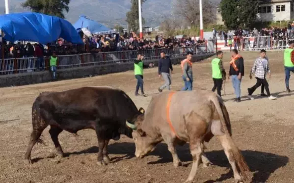 Nazilli'de boğa güreşi festivali