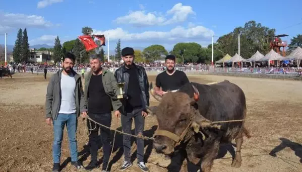 Nazilli'de boğa güreşi festivali