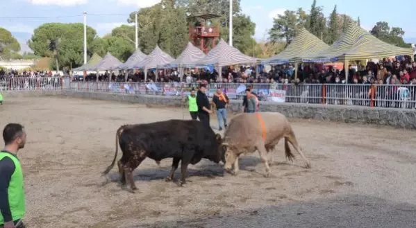 Nazilli'de boğa güreşi festivali