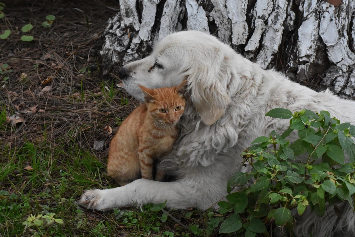 Ordu\'da kedi ile köpeğin dostluğu görenleri şaşırtıyor